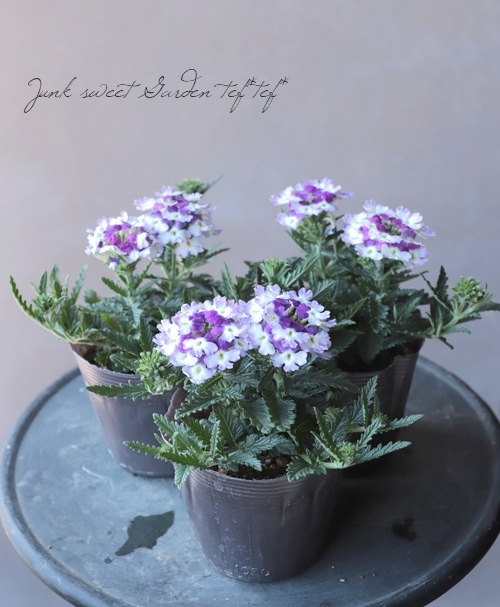 �С��٥ʡ����֥��å���󡡡إĥ��������ѡ��ץ��