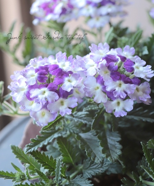 �С��٥ʡ����֥��å���󡡡إĥ��������ѡ��ץ��