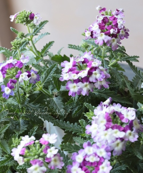 �С��٥ʡ����֥��å���󡡡إĥ��������ѡ��ץ��