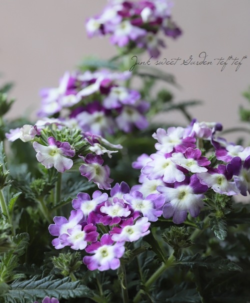 �С��٥ʡ����֥��å���󡡡إĥ��������ѡ��ץ��