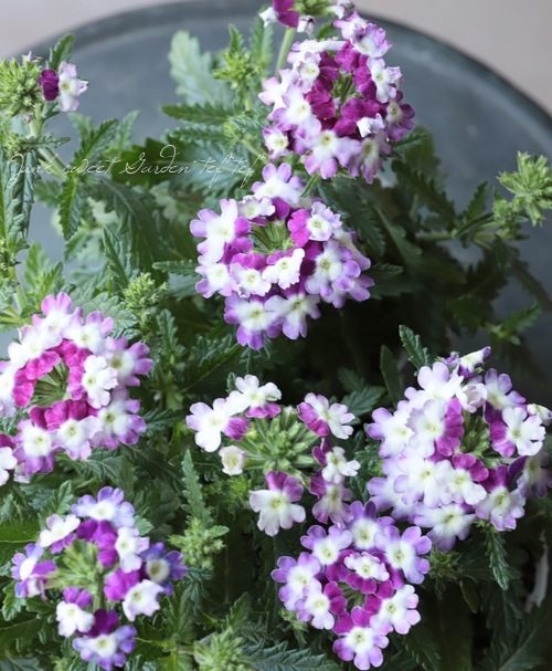 �С��٥ʡ����֥��å���󡡡إĥ��������ѡ��ץ��