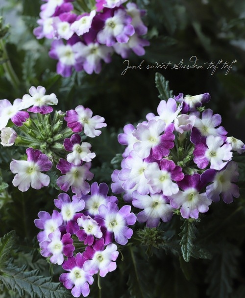 �С��٥ʡ����֥��å���󡡡إĥ��������ѡ��ץ��