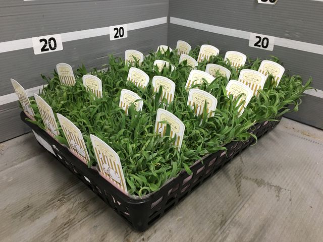 販売ラスト‼️ 琉球*海花のたね　カラフル ミリオグラタス 販売ラスト‼️ 琉球*海花のたね カラフル ミリオグラタス ミリオグラタス