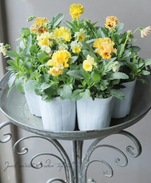 ○フリル咲きパンジー 『シエルブリエ』 【イエロー系】 花日和