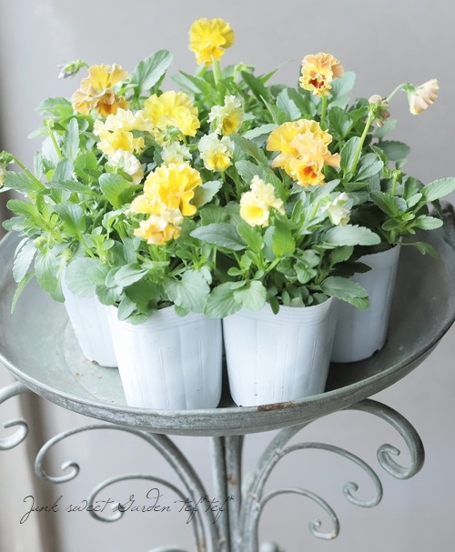 ○フリル咲きパンジー 『シエルブリエ』 【イエロー系】 花日和