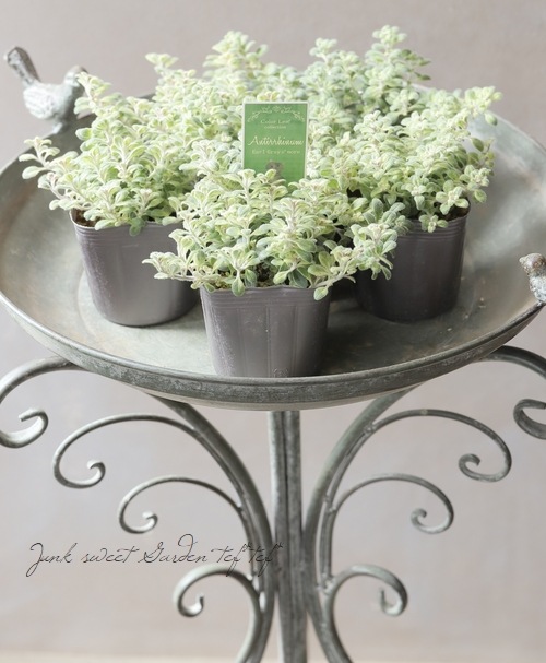 這性キンギョソウ 『アールグレイスモア』 | すべての商品 | | Junk