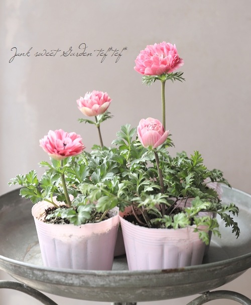 八重咲きアネモネ 『アンアリス』 【サーモン系】 | すべての商品