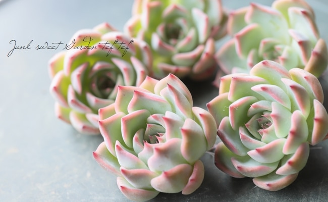 多肉植物】 『シルエット』 エケベリア属☆ | すべての商品 | | Junk