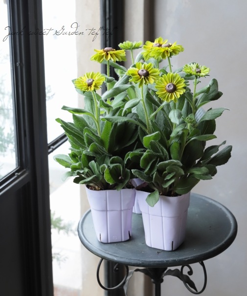 Ϣ³���֡���ɥ٥����������Х󥵥ե��ꡡ�إե��쥹�ȥ��꡼��١�