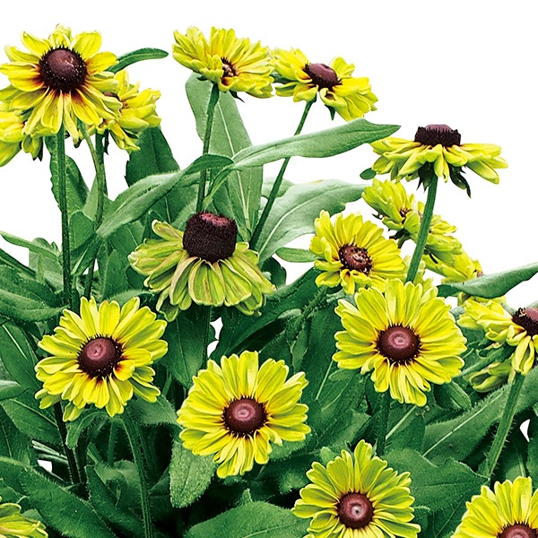 Ϣ³���֡���ɥ٥����������Х󥵥ե��ꡡ�إե��쥹�ȥ��꡼��١�