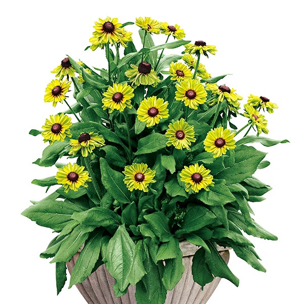 Ϣ³���֡���ɥ٥����������Х󥵥ե��ꡡ�إե��쥹�ȥ��꡼��١�