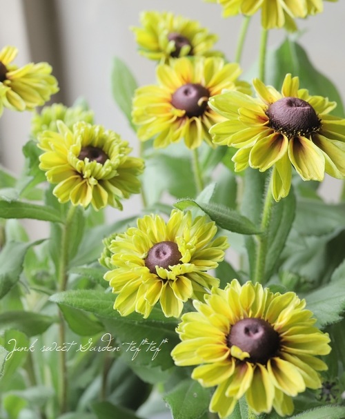 Ϣ³���֡���ɥ٥����������Х󥵥ե��ꡡ�إե��쥹�ȥ��꡼��١�