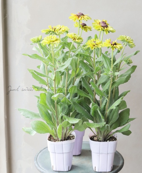 Ϣ³���֡���ɥ٥����������Х󥵥ե��ꡡ�إե��쥹�ȥ��꡼��١�