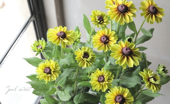 連続開花！ルドベキア・アーバンサファリ 『フォレストグリーン