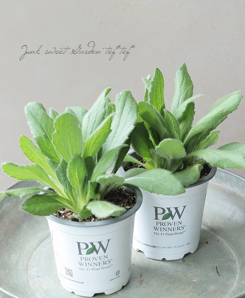 連続開花！ルドベキア・アーバンサファリ 『フォレストグリーン