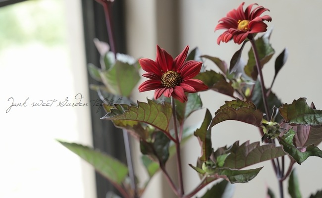 姫ヒマワリ・ヘリオプシス 『ブリーディングハーツ 』 | すべての商品