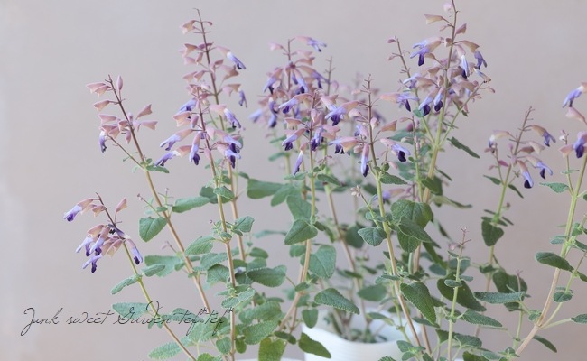 ����ӥ����إ��ߥ��ȥ顼����