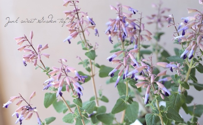 ����ӥ����إ��ߥ��ȥ顼����