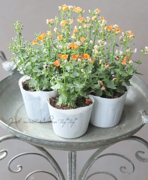 芳香宿根ネメシア・ネシア 『タンジェリン』 | すべての商品 | | Junk