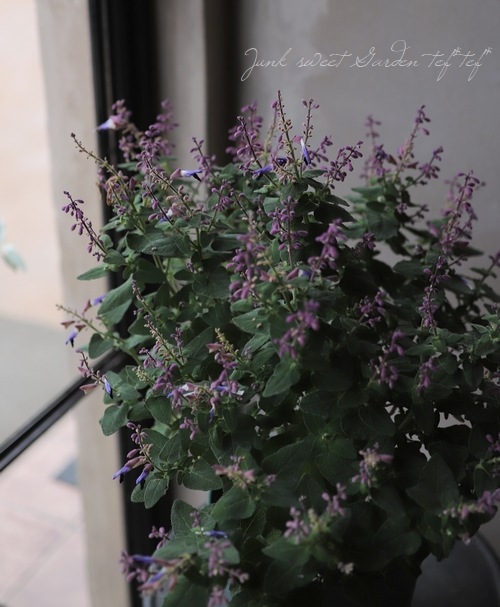 ����ӥ����إ��ߥ��ȥ顼����