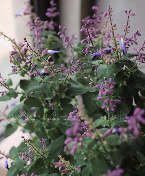 ����ӥ����إ��ߥ��ȥ顼����