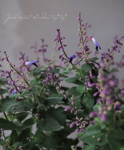 ����ӥ����إ��ߥ��ȥ顼����