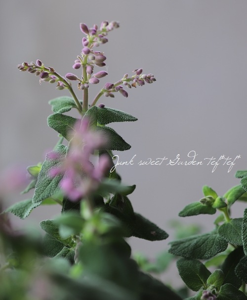 ����ӥ����إ��ߥ��ȥ顼����