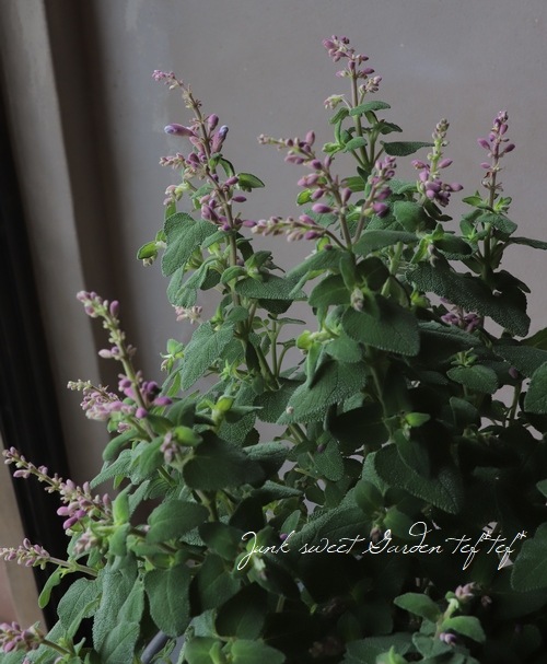 ����ӥ����إ��ߥ��ȥ顼����