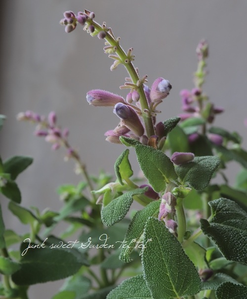 ����ӥ����إ��ߥ��ȥ顼����