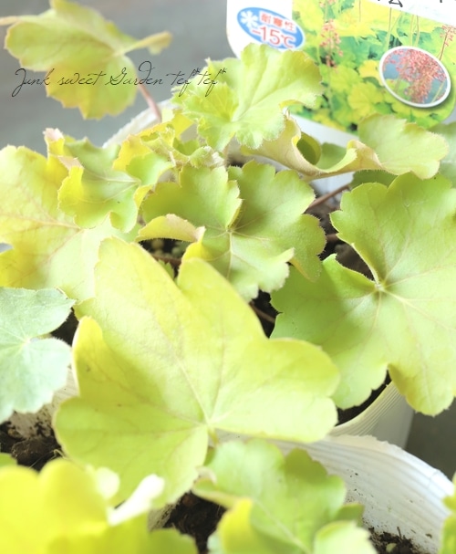 芽荏★ OilDOオメガ3 北海道産 荏胡麻（えごま）油 110g【士別市 OMEGA