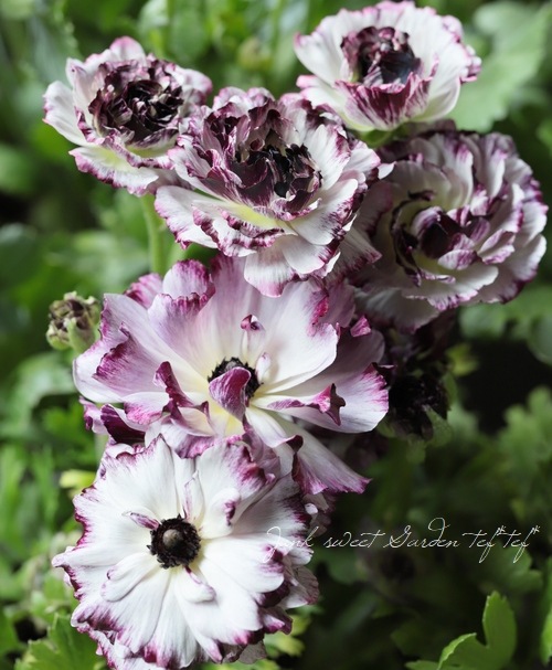 ��ʥ󥭥�饹���إ��������ѡ��ץ�� �ڤ��ۥ�����