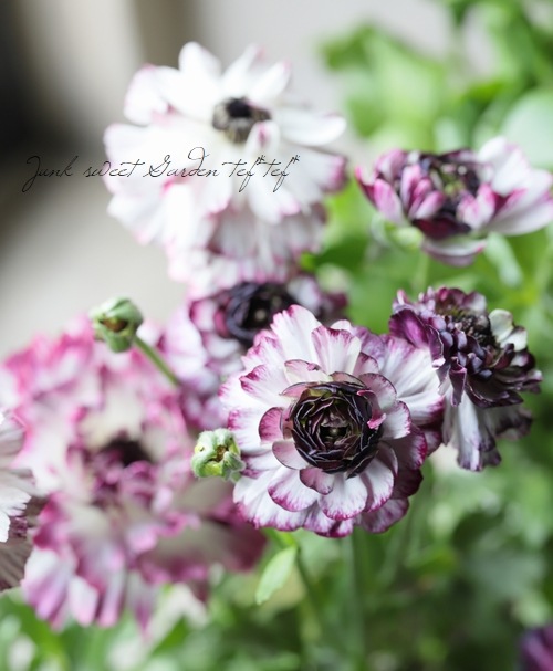 ラナンキュラス 『イカロスパープル』 【う】タイプ | すべての商品