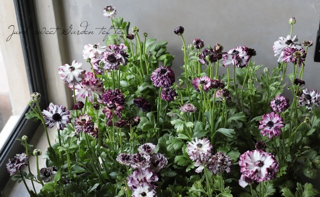 ��ʥ󥭥�饹���إ��������ѡ��ץ�� �ڤ��ۥ�����