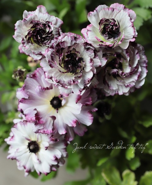 ��ʥ󥭥�饹���إ��������ѡ��ץ�� �ڤ��ۥ�����