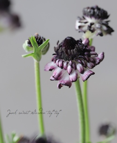 ��ʥ󥭥�饹���إ��������ѡ��ץ�� �ڤ��ۥ�����