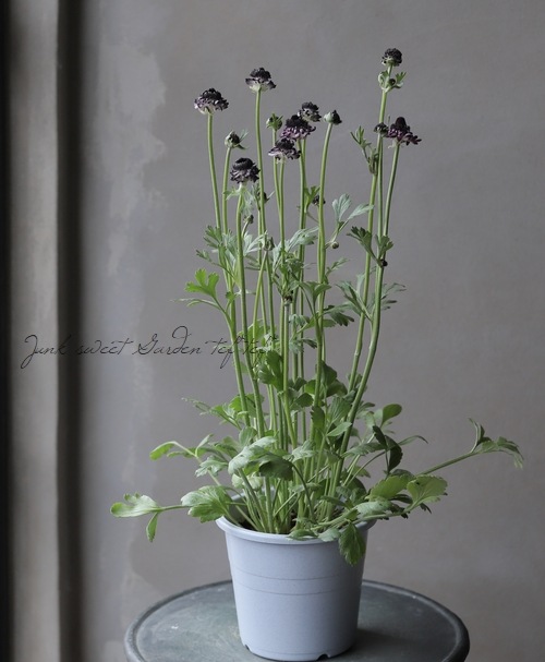 ��ʥ󥭥�饹���إ��������ѡ��ץ�� �ڤ��ۥ�����