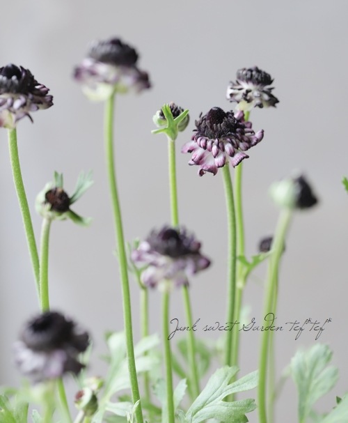 ��ʥ󥭥�饹���إ��������ѡ��ץ�� �ڤ��ۥ�����