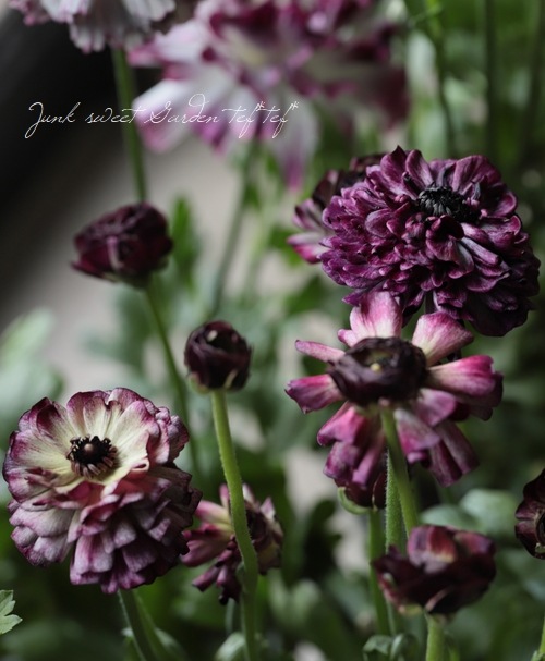 ��ʥ󥭥�饹���إ��������ѡ��ץ�� �ڤ��ۥ�����