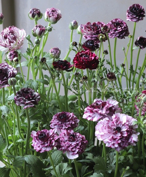 ��ʥ󥭥�饹���إ��������ѡ��ץ�� �ڤ��ۥ�����