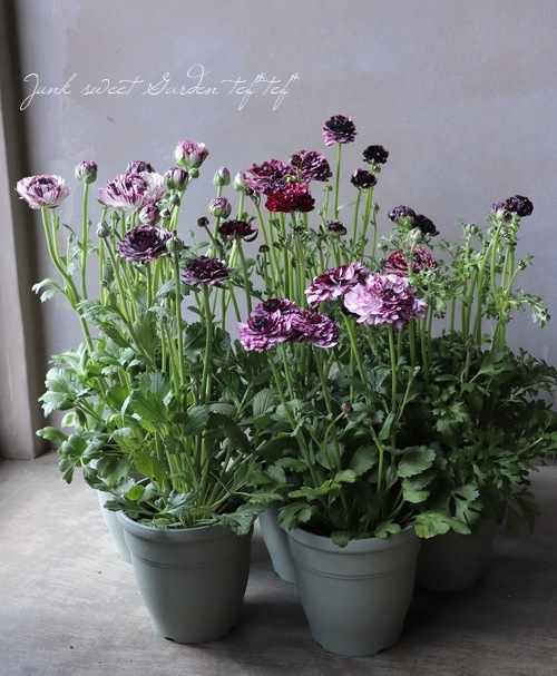 ��ʥ󥭥�饹���إ��������ѡ��ץ�� �ڤ��ۥ�����