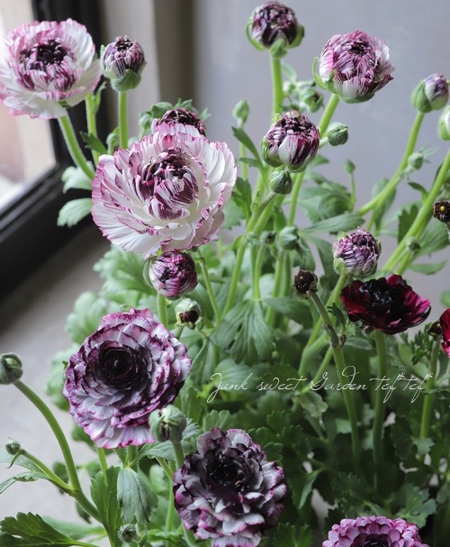 ラナンキュラス 『イカロスパープル』 【う】タイプ | すべての商品