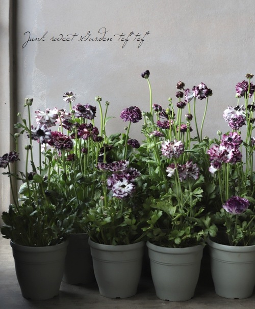 ��ʥ󥭥�饹���إ��������ѡ��ץ�� �ڤ��ۥ�����