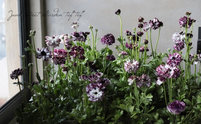 ��ʥ󥭥�饹���إ��������ѡ��ץ�� �ڤ��ۥ�����