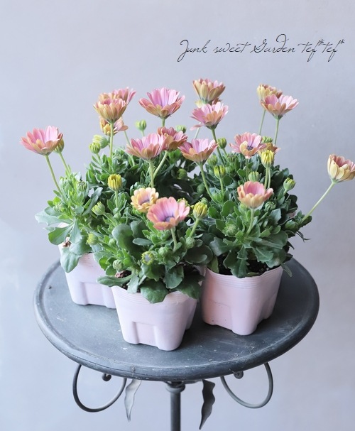 ゲブラさんのオステオスペルマム サンネイルシリーズ カフェオレ すべての商品 Junk Sweet Garden Tef Tef