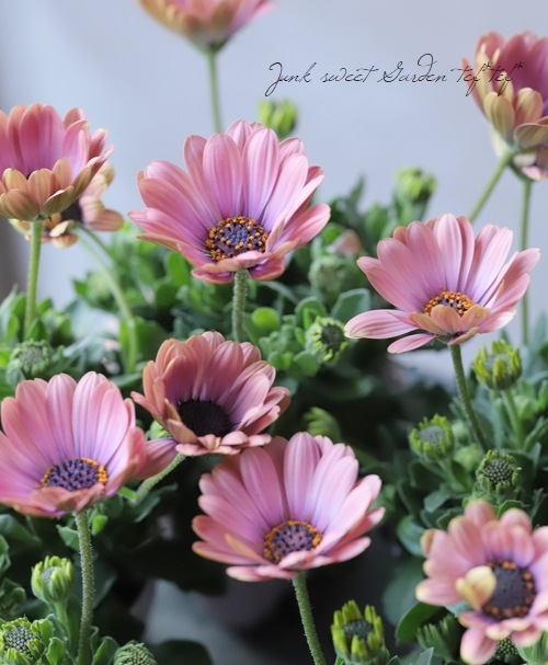 ゲブラさんのオステオスペルマム サンネイルシリーズ カフェオレ すべての商品 Junk Sweet Garden Tef Tef