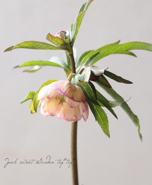 大和園】 クリスマスローズ 『ダブルアンティークピンク』 2026【L