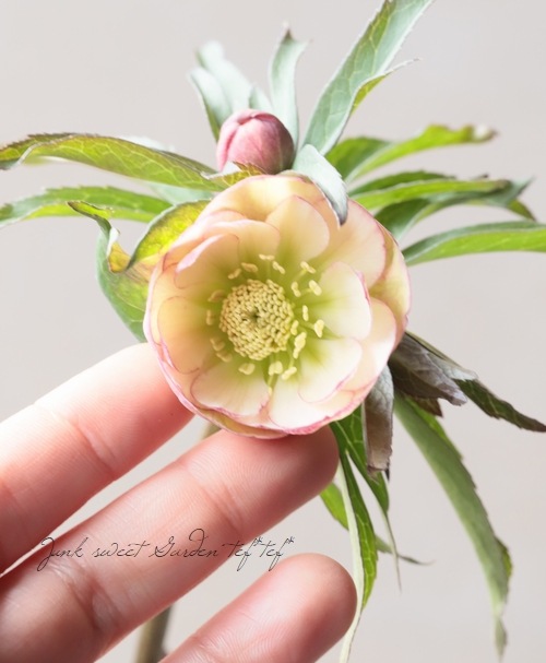 大和園】 クリスマスローズ 『ダブルアンティークピンク』 2026【L