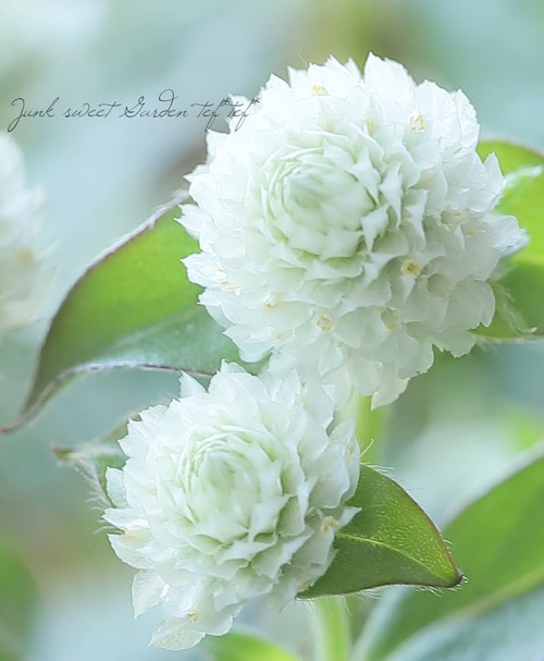 千日紅ラスベガス 『ホワイト』 | 花苗 | | Junk sweet Garden tef*tef*