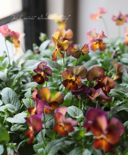 �����إѥ󥸡� �ʥ����إޥ�٥꡼��