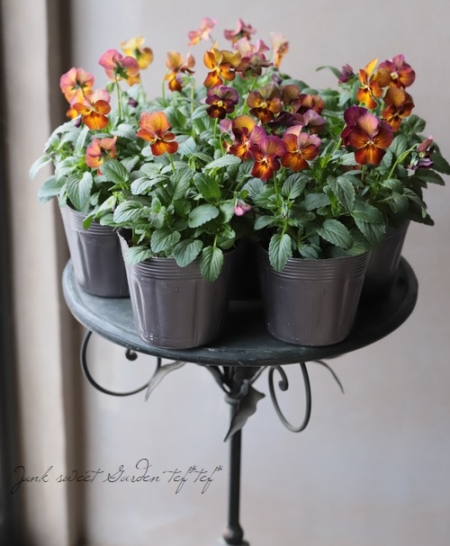 �����إѥ󥸡� �ʥ����إޥ�٥꡼��